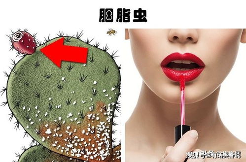 生活中常見美容產(chǎn)品所隱藏的7種奇怪的成分